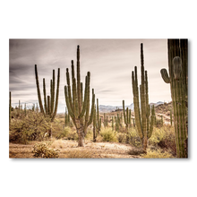 Load image into Gallery viewer, Bosque de cardones en Loreto #1