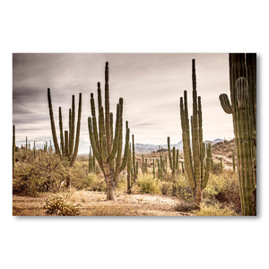 Bosque de cardones en Loreto #1