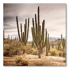 Load image into Gallery viewer, Bosque de cardones en Loreto #1