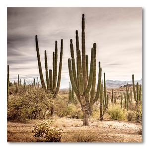 Bosque de cardones en Loreto #1