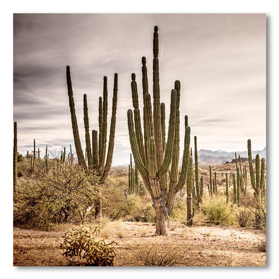 Bosque de cardones en Loreto #1