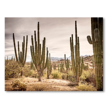 Load image into Gallery viewer, Bosque de cardones en Loreto #1