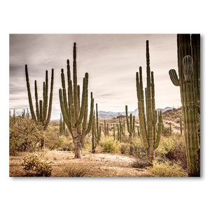 Bosque de cardones en Loreto #1