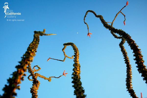 © SIM-474897 | México/Baja California