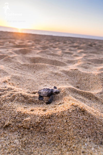 © SIM-490236 | Mexico/Baja California Sur, Todos Santos