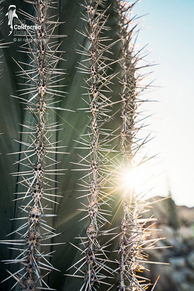 © SIM-490249 | México/Baja California