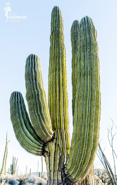 © SIM-490251 | México/Baja California