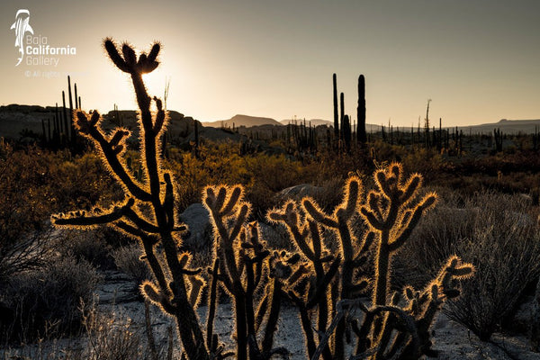 © SIM-490252 | México/Baja California