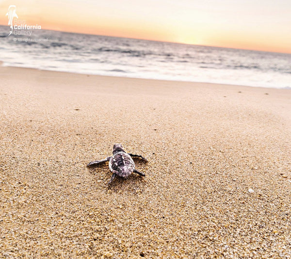 © SIM-512543 | México/Baja California Sur, Todos Santos