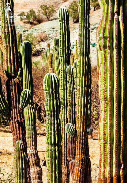 © SIM-512549 | México/Baja California Sur, La Paz