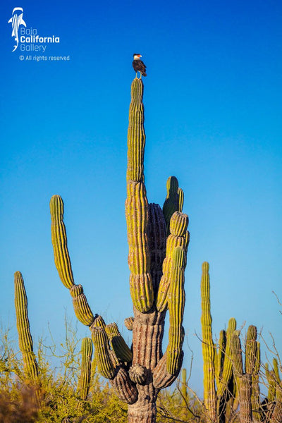 © SIM-512574 | México/Baja California Sur, Loreto