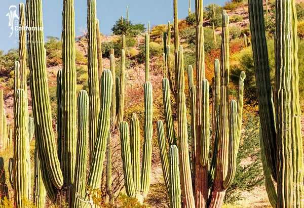 © SIM-512575 | México/Baja California Sur, Loreto