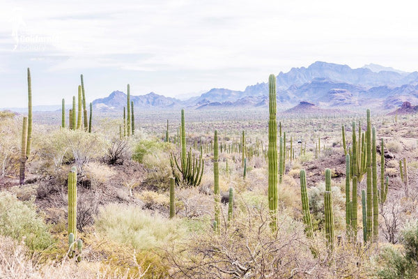 © SIM-512577 | México/Baja California Sur, Loreto