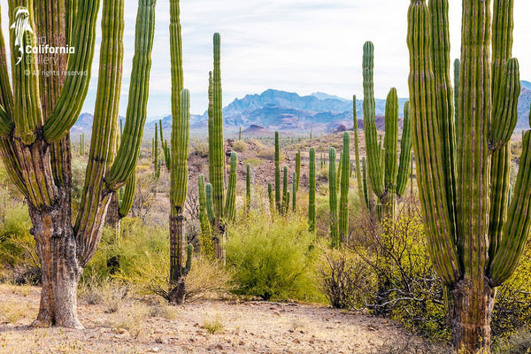 © SIM-512578 | México/Baja California Sur, Loreto