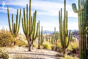 © SIM-512590 | México/Baja California Sur, Loreto