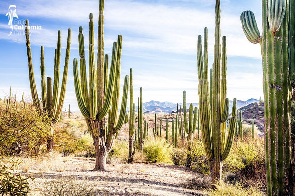 © SIM-512590 | México/Baja California Sur, Loreto