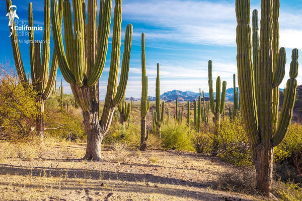 © SIM-512591 | México/Baja California Sur, Loreto